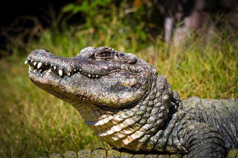 Illustration for article titled Sunday Crocodilian - Alligator sinensis Edition